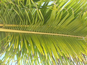 Palm Branch