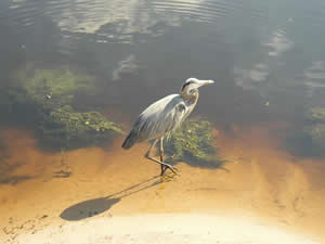 Heron