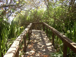 Bridge_Forest