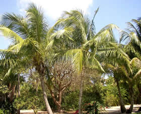 PalmTrees